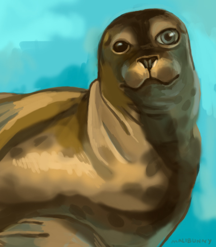 Digital painting of a harbor seal that is sitting up and looking at the viewer with one seal eye and one human eye