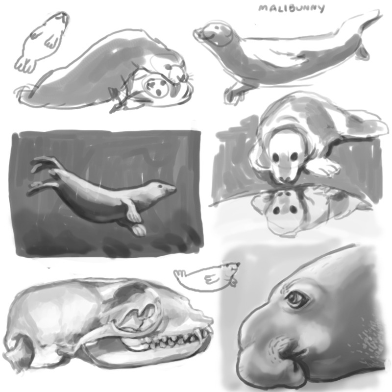 Digital sketches of various seals and seal skulls 