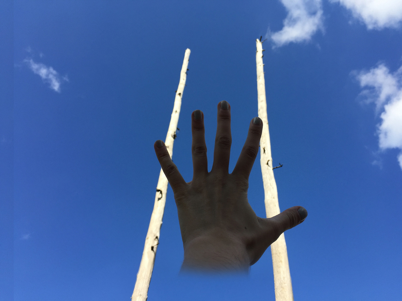 Photo of two large, bare, white tree trunks with no branches or leaves against blue sky, and my hand with no wrist or arm connected to it hovering in front of them