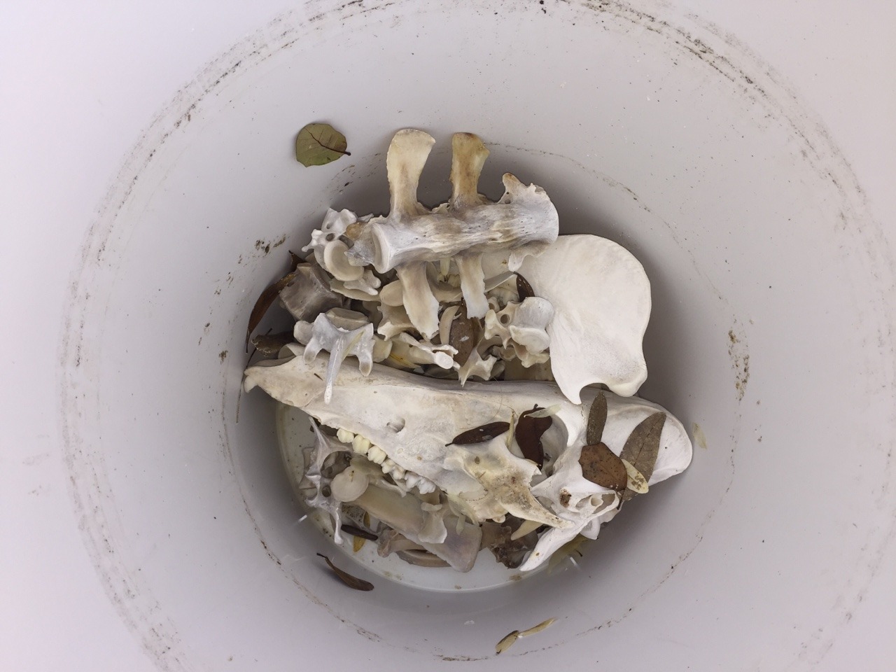 Photo of a white bucket with a bunch of animal bones at the bottom including a pig skull and vertebrae
