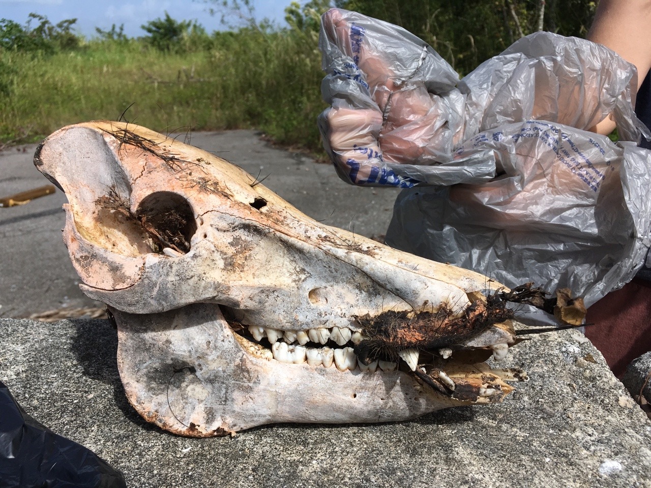 Photo of a dirty pig skull sitting on the ground while a hand reaches into frame to do a thumbs up, but the hand is inside of a plastic bag acting as a glove