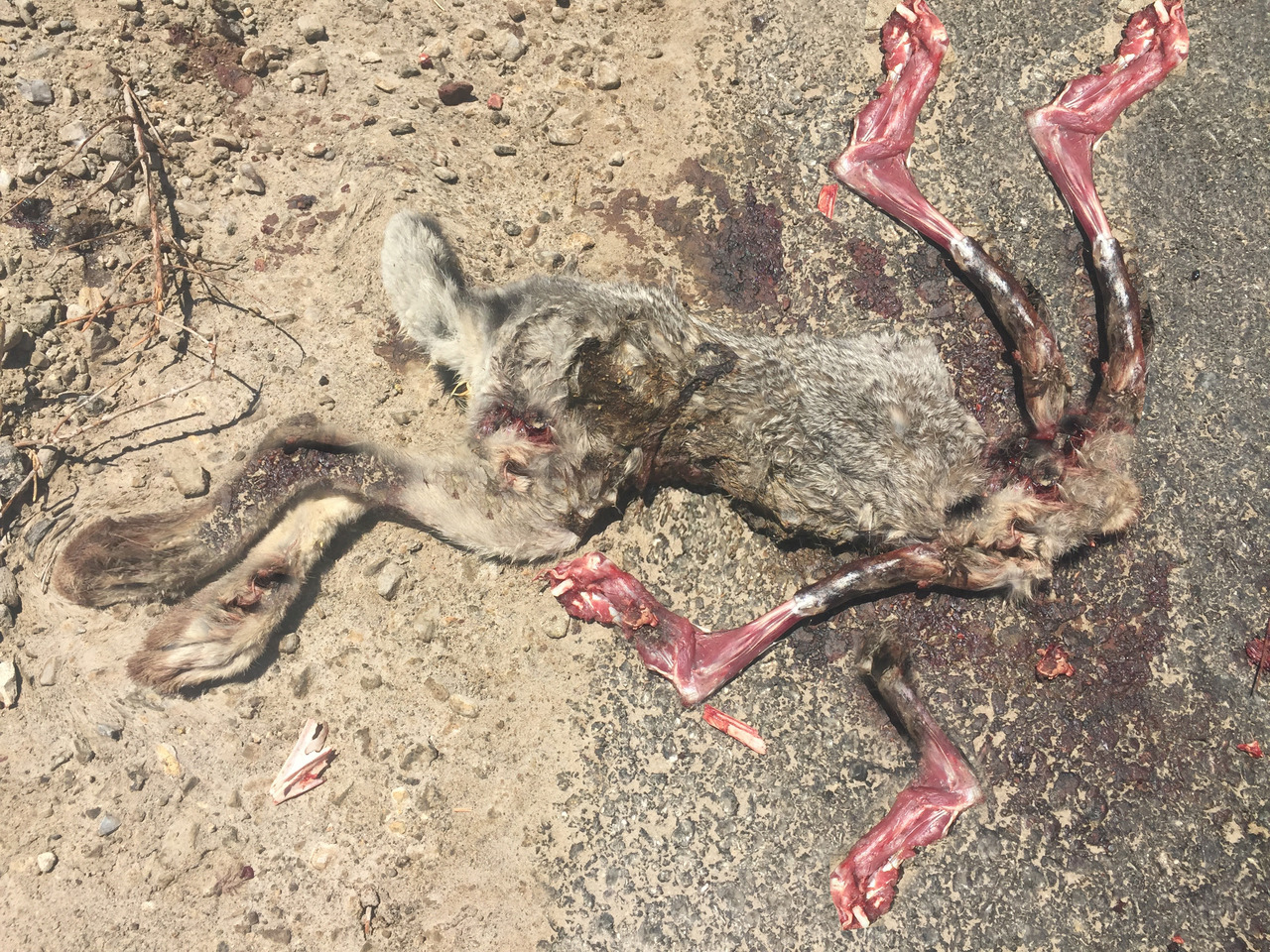 Photo of a dead rabbit on the side of the road, edited so that it has multiple extra legs