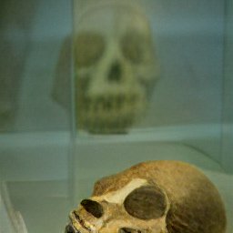 AI generated image of two old humanoid skulls in altars cases