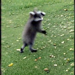 AI generated image of a baby raccoon running on two legs on the grass