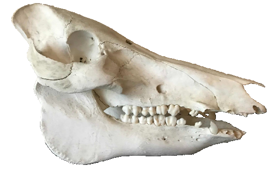 Cut out PNG of a pig skull