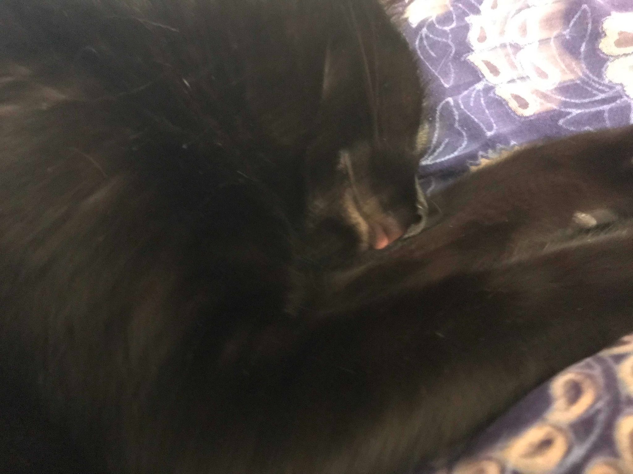 PHoto of a black cat taken from above. It's a close up. He's sleeping on his side, and his mouth is open slightly to reveal his tongue.