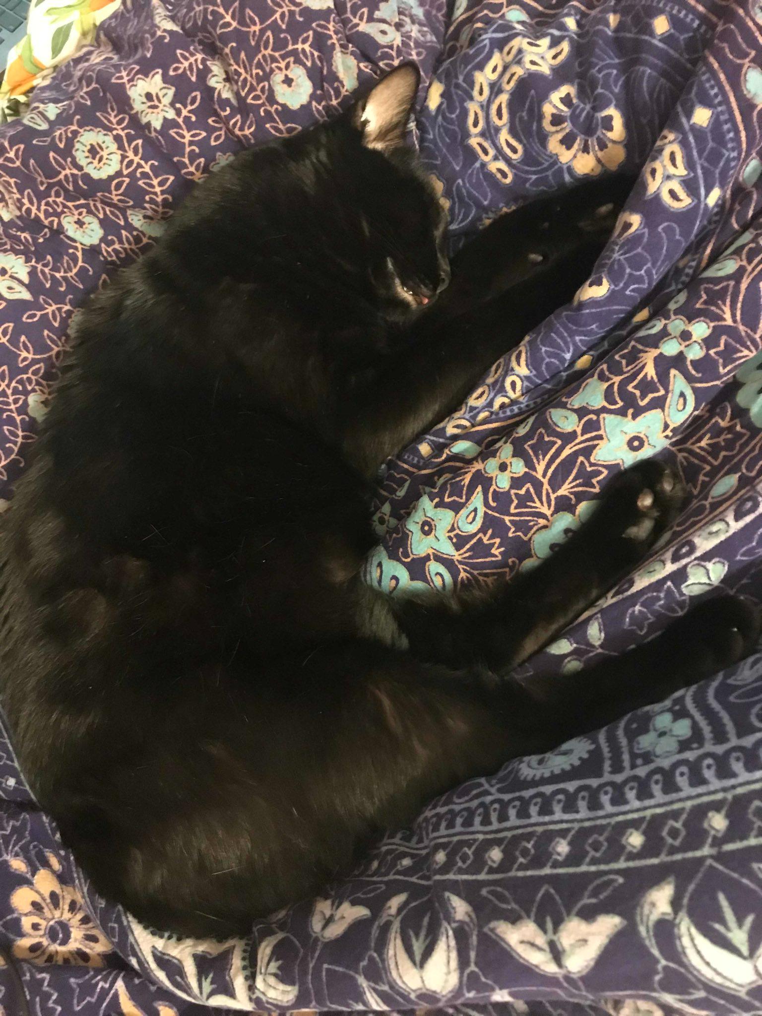 Photo of a black cat taken from above. He's sleeping on his side on a floral duvet cover. He looks very relaxed